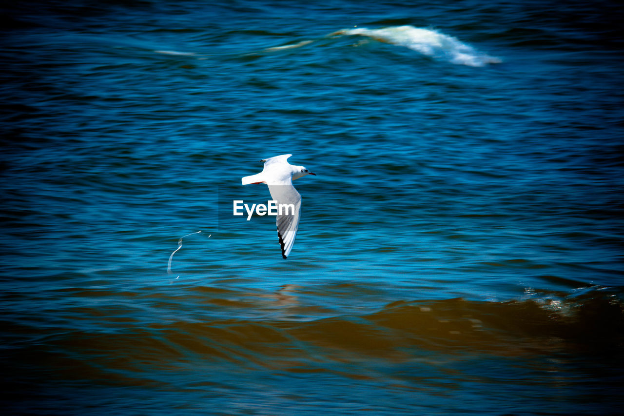 SEAGULL IN A SEA