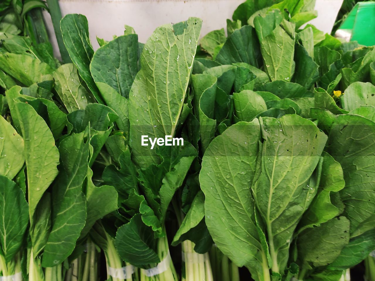 Close-up of green leaves of mustard