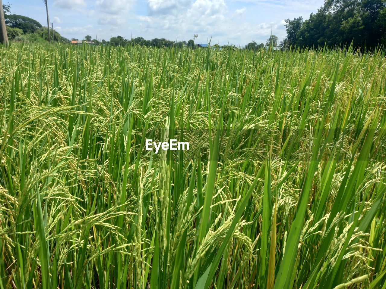 plant, field, agriculture, landscape, rural scene, crop, land, growth, cereal plant, paddy field, sky, green, nature, environment, farm, cloud, grassland, beauty in nature, food, grass, meadow, prairie, no people, pasture, corn, food and drink, day, scenics - nature, outdoors, tranquility, triticale, barley, summer