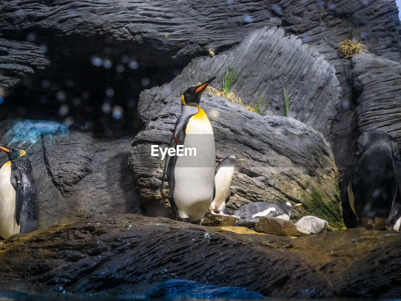 View of penguins on rock by sea