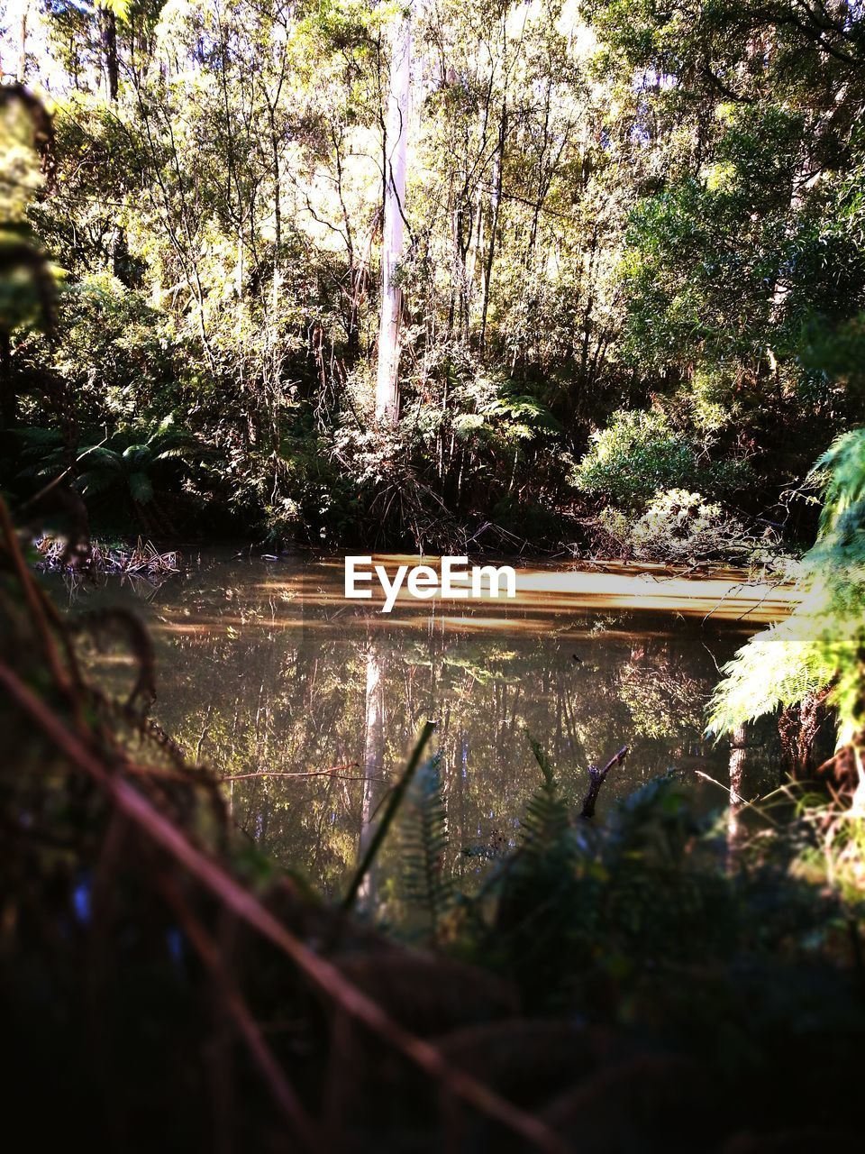 tree, nature, reflection, growth, tranquility, no people, water, outdoors, leaf, forest, beauty in nature, plant, lake, day, branch, scenics, close-up