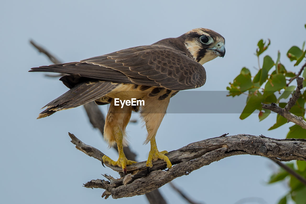 Close-up of bird perching on branch against sky