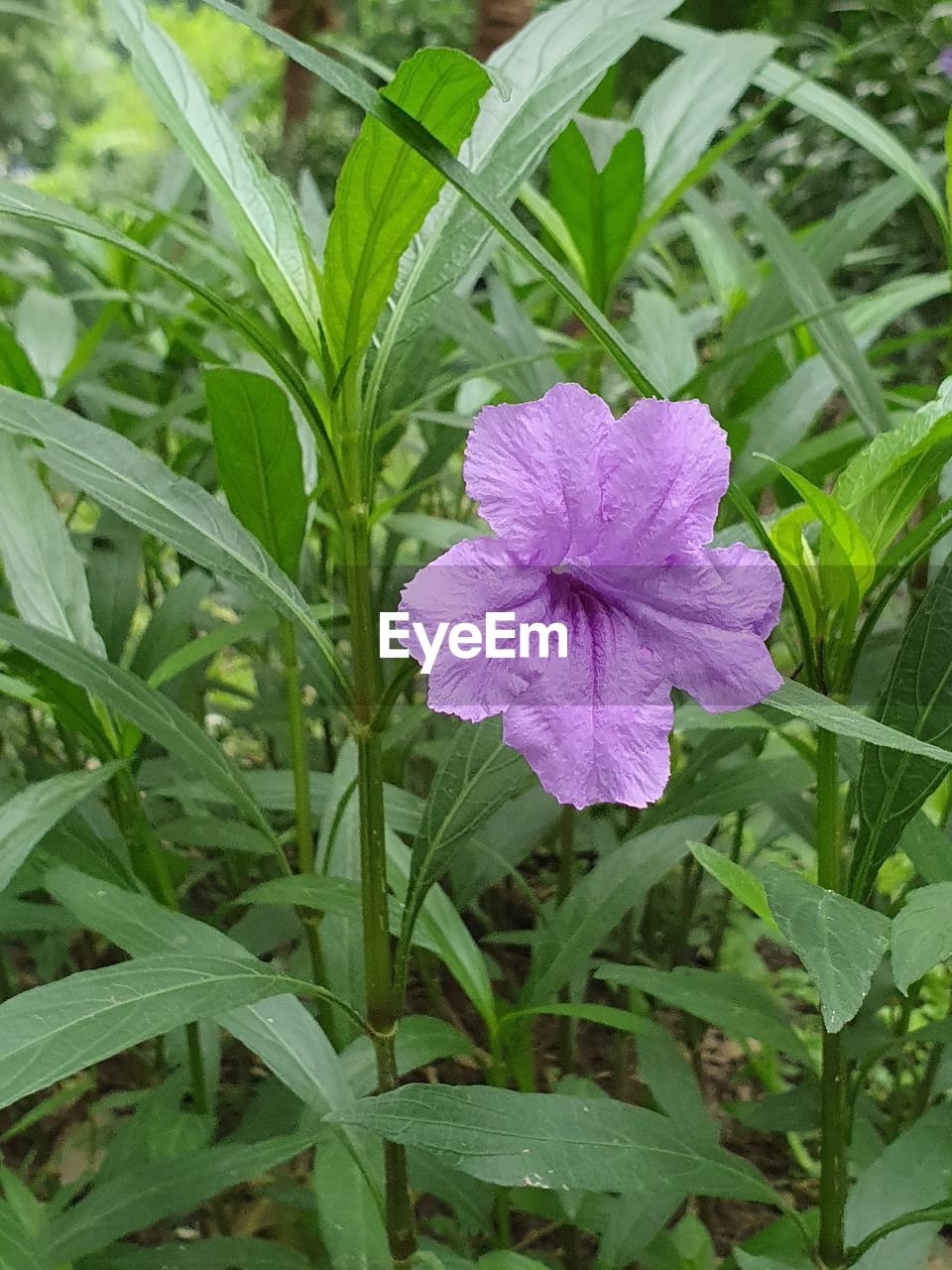 CLOSE-UP OF PURPLE FLOWER PLANT