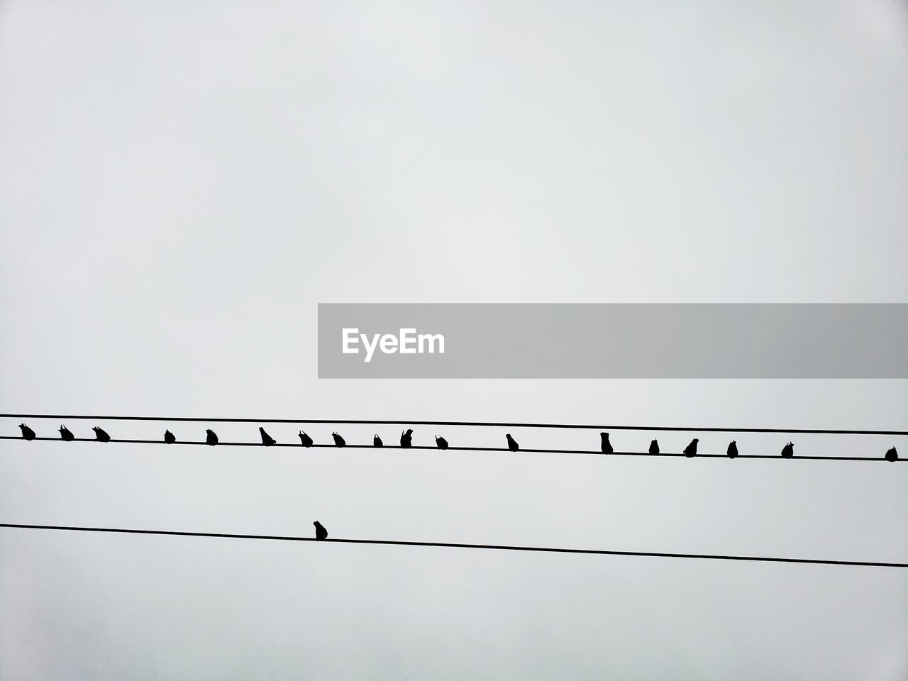 LOW ANGLE VIEW OF BIRDS ON CABLE AGAINST CLEAR SKY