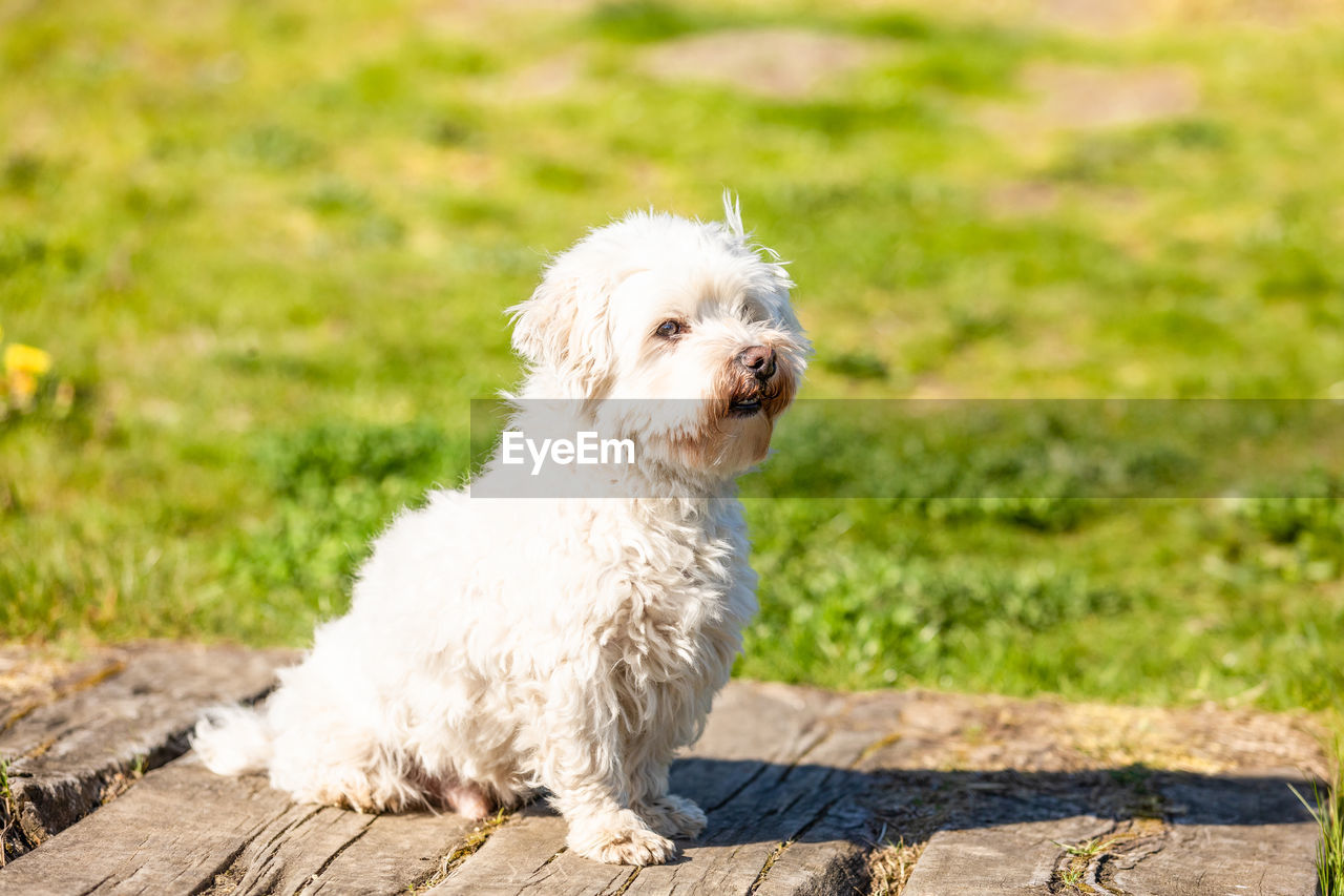 DOG LOOKING AWAY