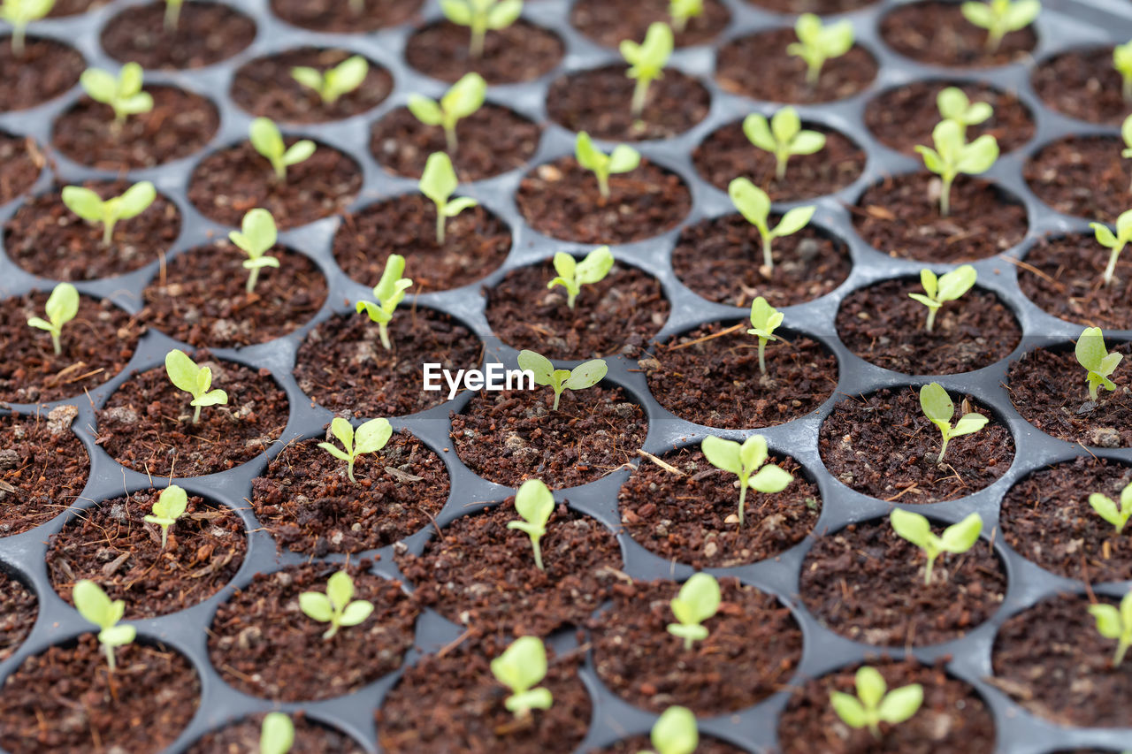 FULL FRAME SHOT OF PLANTS GROWING IN FIELD