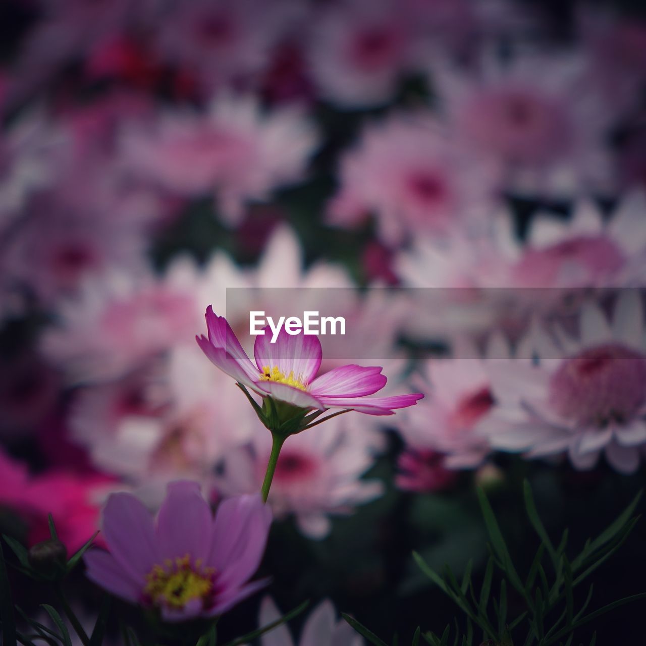 Close-up of pink flowering plants