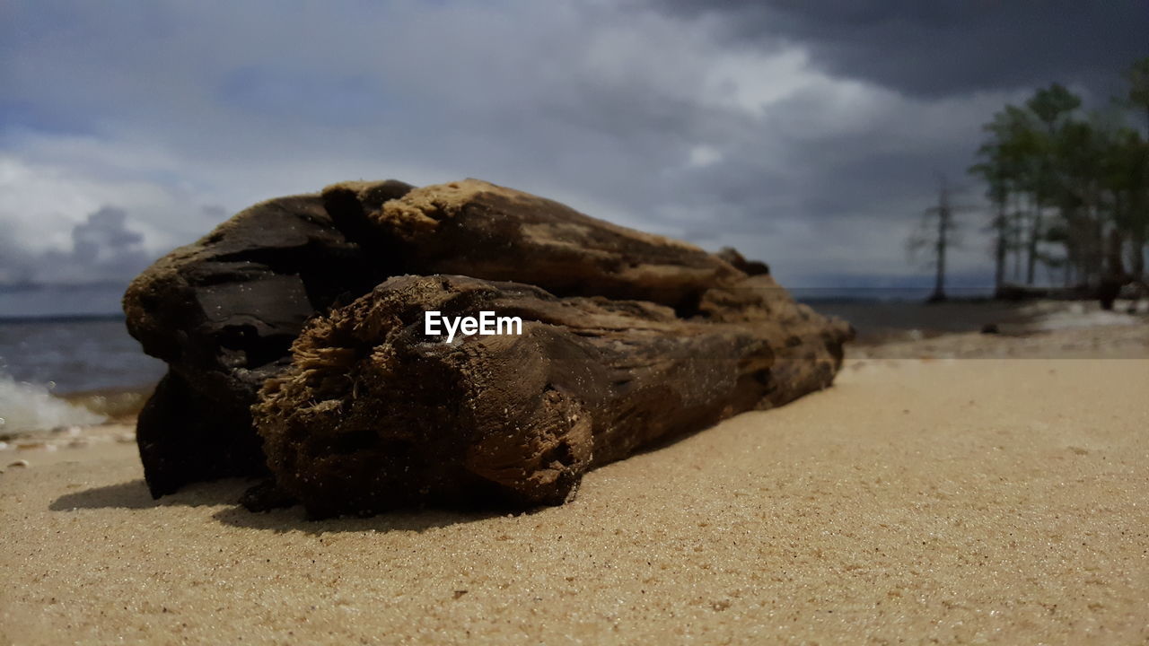 Driftwood on shore at beach