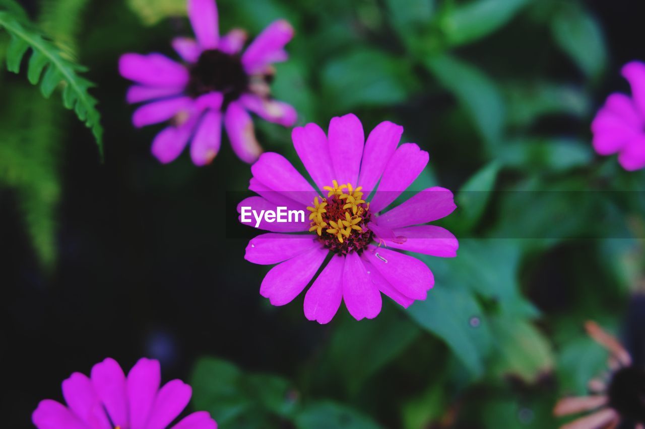 CLOSE-UP OF PINK COSMOS FLOWERS