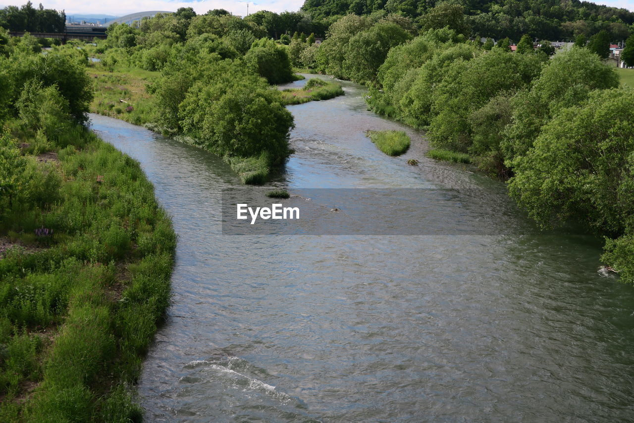 Scenic view of river amidst trees