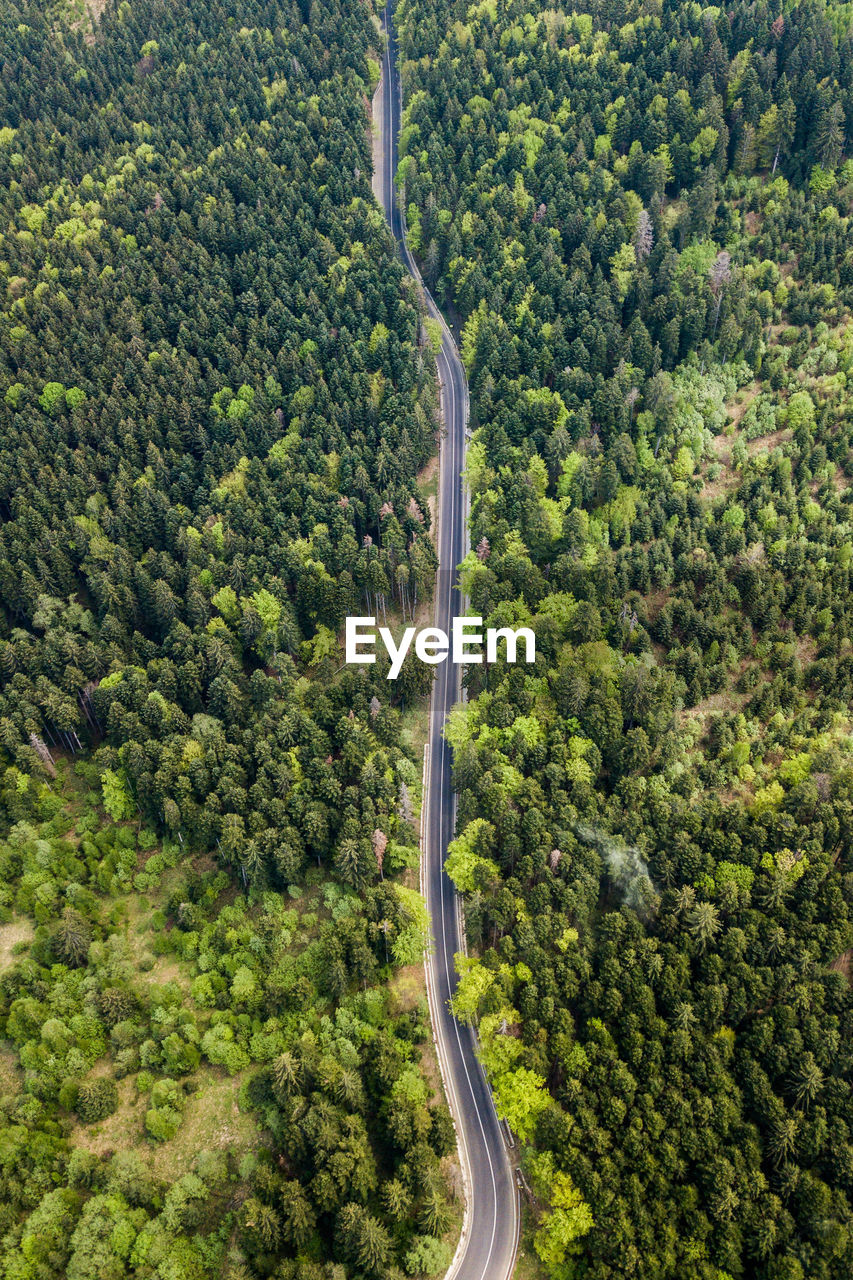 Aerial view of road amidst forest