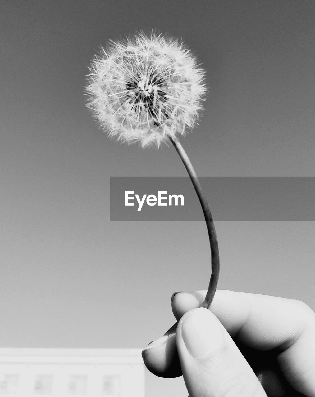 CLOSE-UP OF HAND HOLDING DANDELION FLOWER