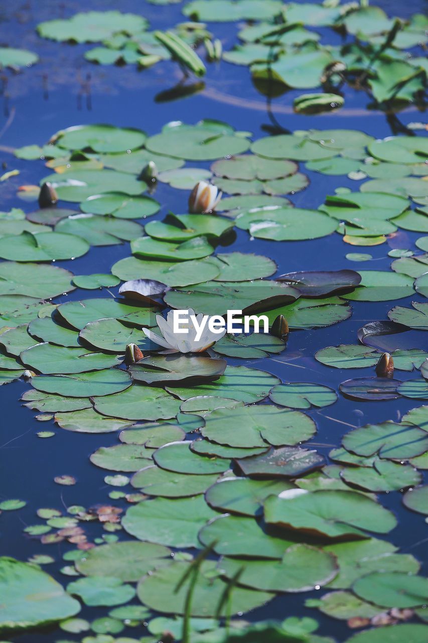 LOTUS LEAVES FLOATING ON WATER