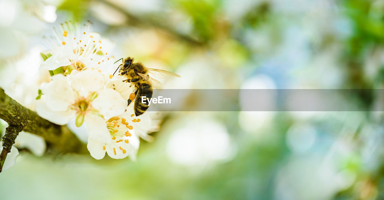 Close-up photo of a honey bee gathering nectar and spreading pollen on white flowers of cherry tree