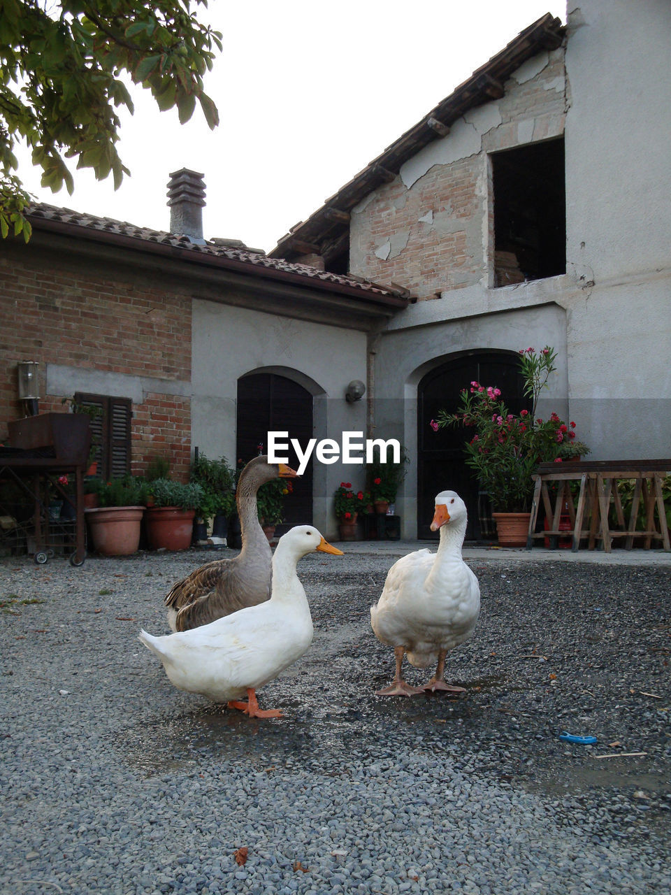 SWANS ON STONE WALL