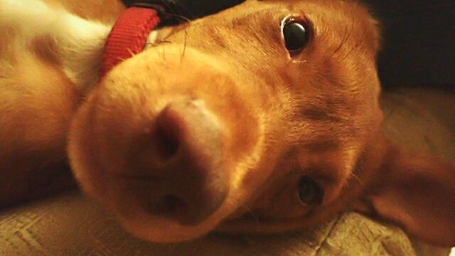 CLOSE-UP OF DOG LYING ON GROUND