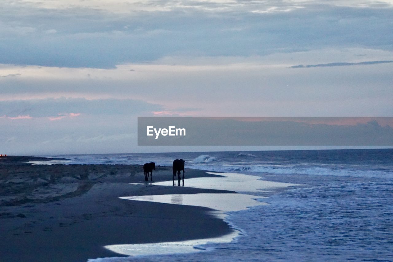 water, sea, sky, ocean, beach, horizon, land, shore, beauty in nature, two people, scenics - nature, nature, body of water, coast, cloud, wave, wind wave, horizon over water, men, silhouette, leisure activity, tranquility, togetherness, outdoors, holiday, day, tranquil scene, sunset, walking, mammal, vacation, lifestyles, bay, trip, adult, women, ice, animal, non-urban scene, full length, standing, animal themes, travel destinations