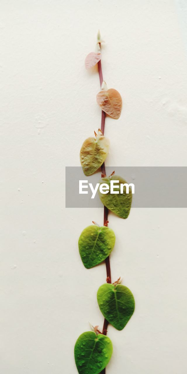 HIGH ANGLE VIEW OF PLANT ON WHITE BACKGROUND