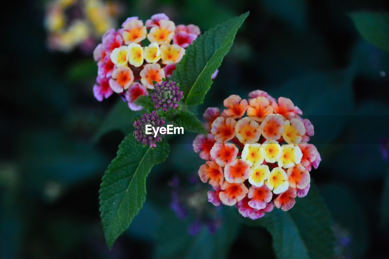 Close-up of fresh flowers blooming outdoors