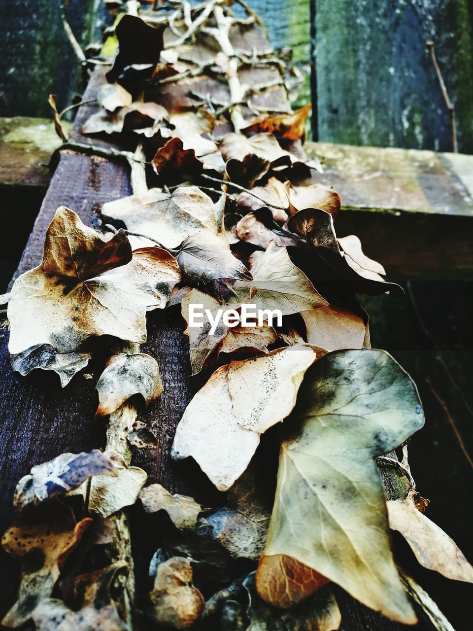 CLOSE UP OF LEAVES ON GROUND