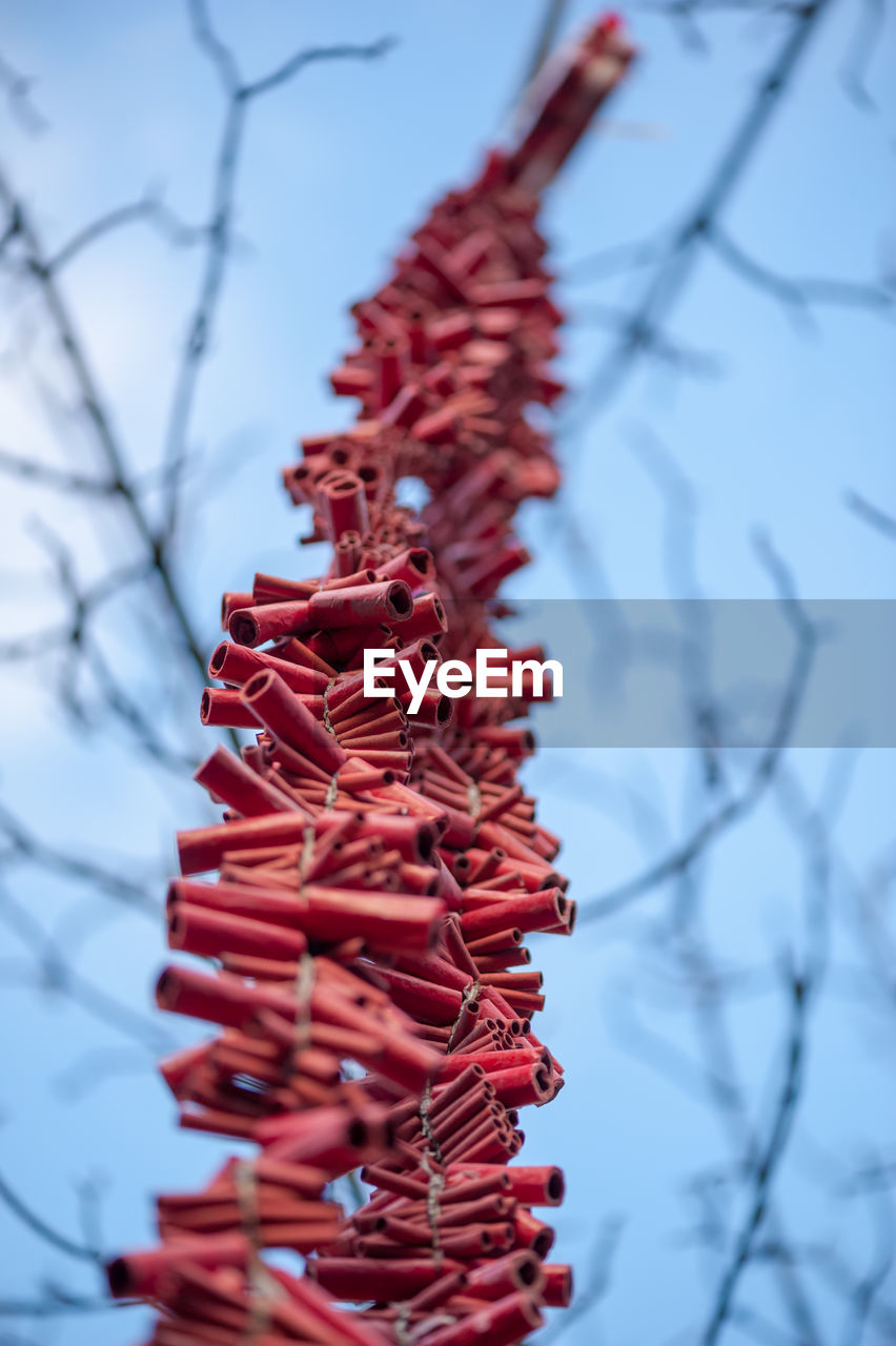 tree, branch, plant, red, flower, nature, no people, focus on foreground, sky, close-up, twig, hanging, day, outdoors, winter, beauty in nature, food and drink, leaf, celebration, christmas tree, food, low angle view, christmas, decoration, selective focus