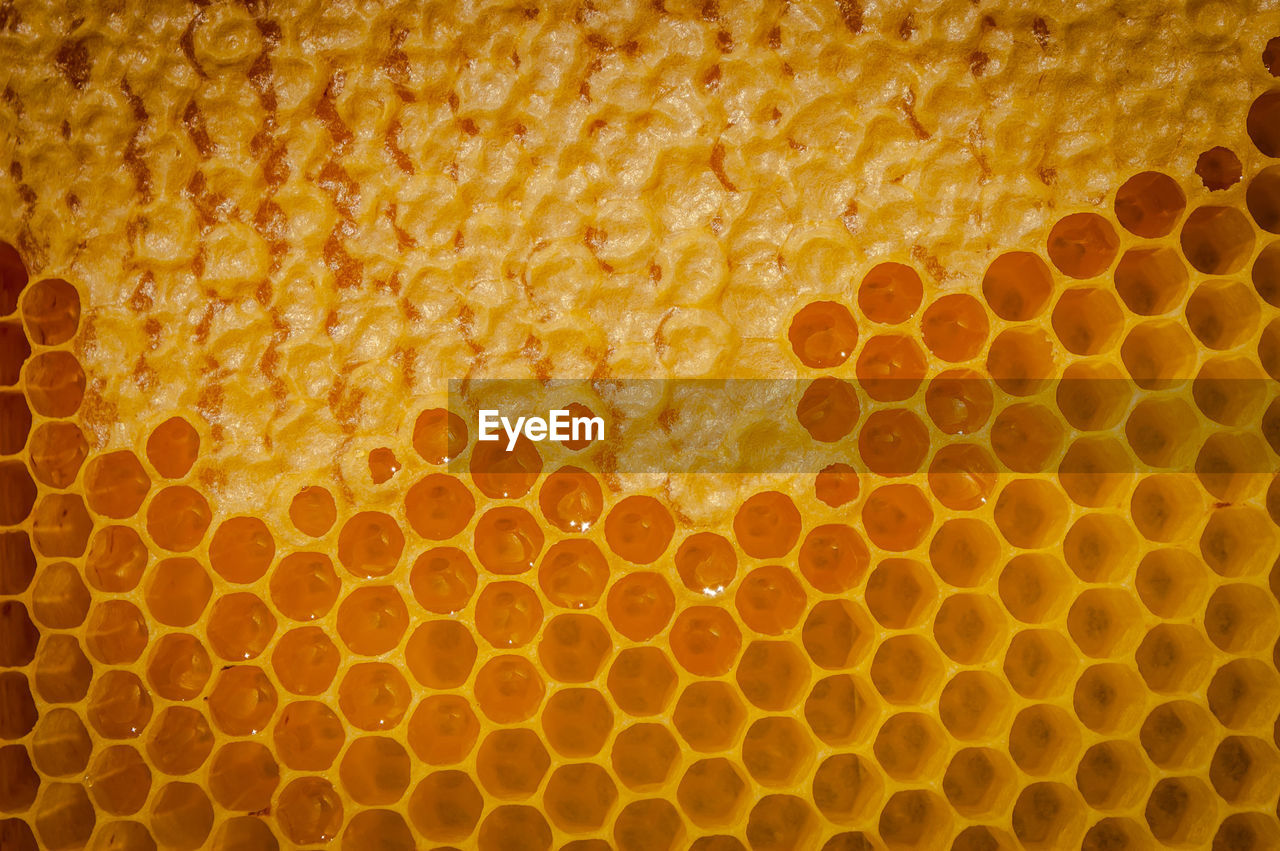 Full frame shot of honeycomb 
