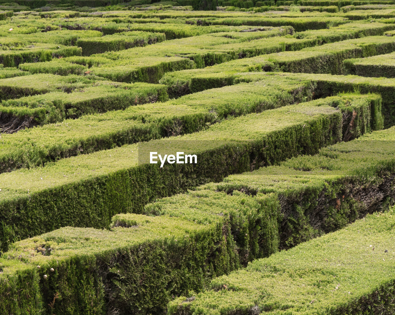 High angle view of grassy hedges of a labyrinth 