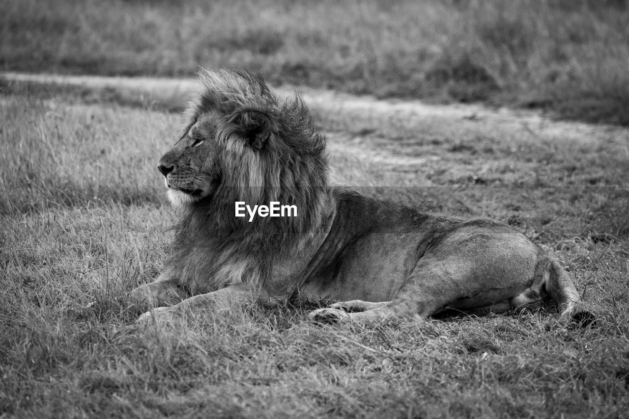 Mono sleepy male lion lies beside track