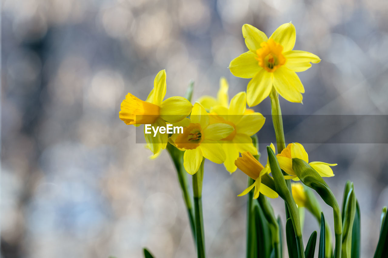 Beautiful spring banner with fresh yellow daffodil flowers grow in pot on windowsill