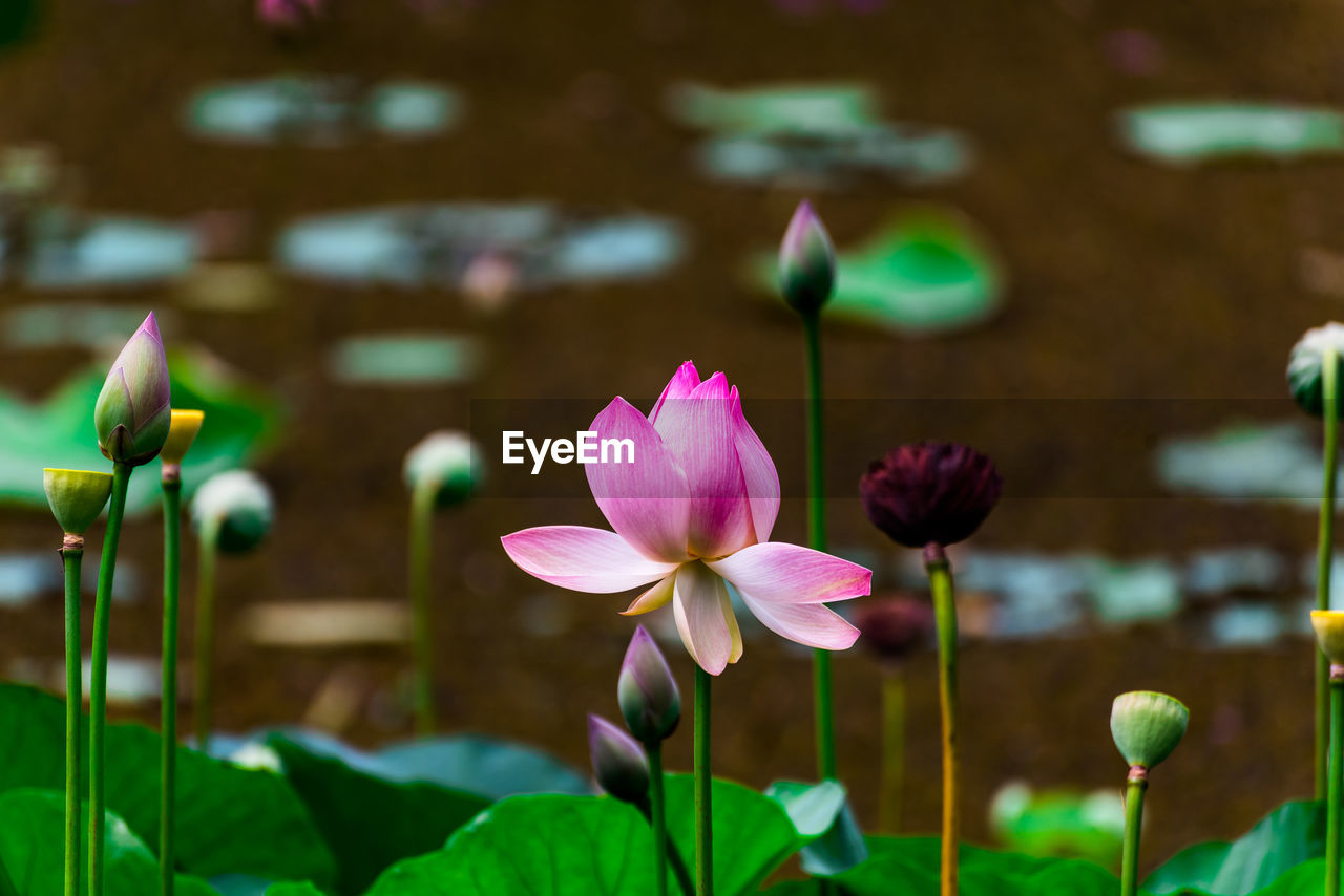 Closeup of indian lotus in a forest swamp