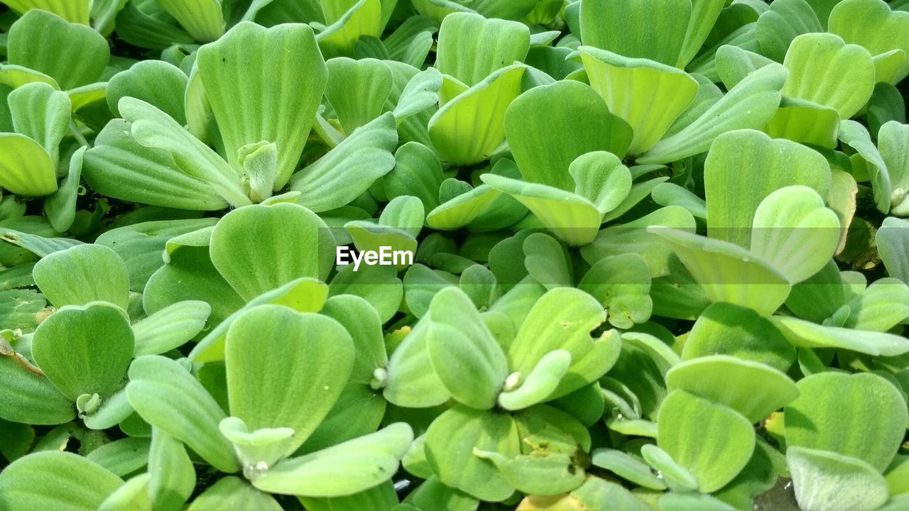 FULL FRAME SHOT OF PLANTS