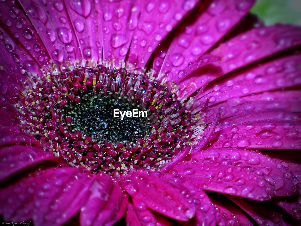 CLOSE-UP OF WATER DROPS ON PURPLE FLOWER