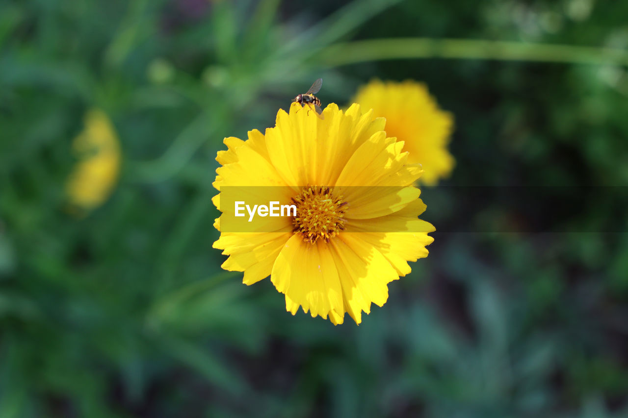 flower, flowering plant, plant, yellow, freshness, beauty in nature, flower head, petal, growth, nature, inflorescence, fragility, close-up, herb, focus on foreground, no people, calendula, macro photography, animal wildlife, meadow, summer, outdoors, botany, pollen, green, field, landscape, wildflower, insect, animal, animal themes, day, environment, blossom, selective focus, springtime