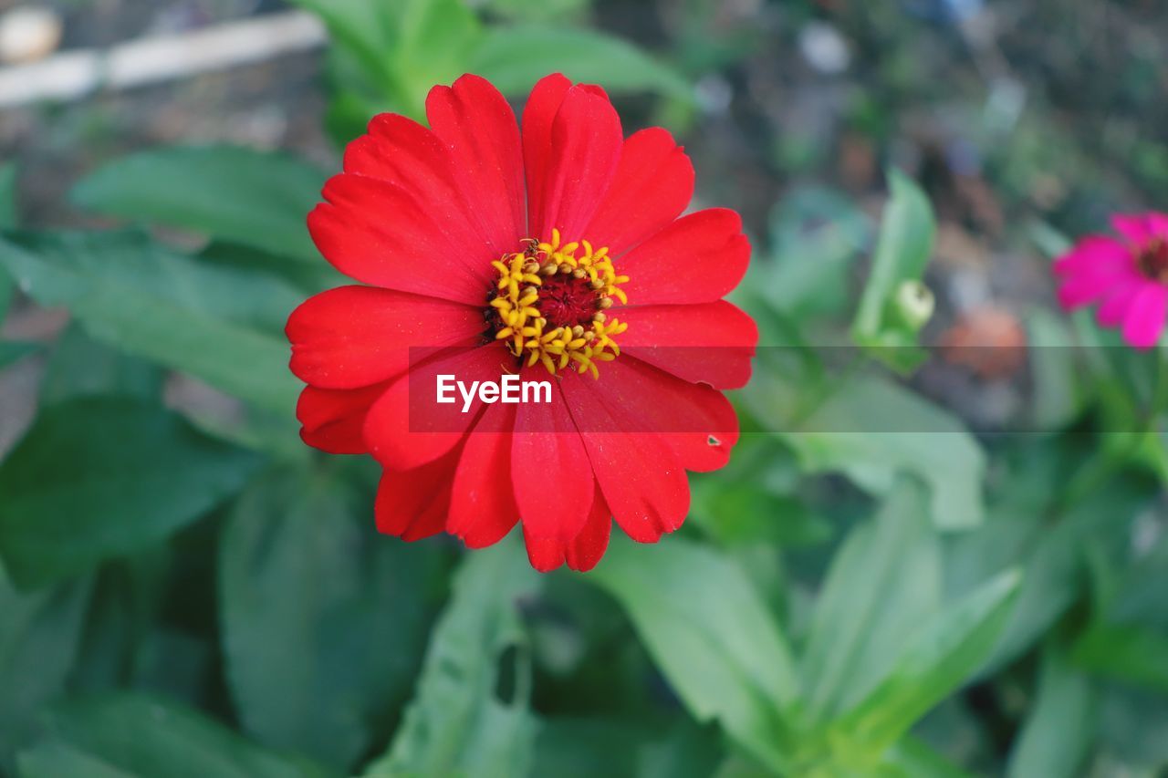 CLOSE-UP OF RED ROSE