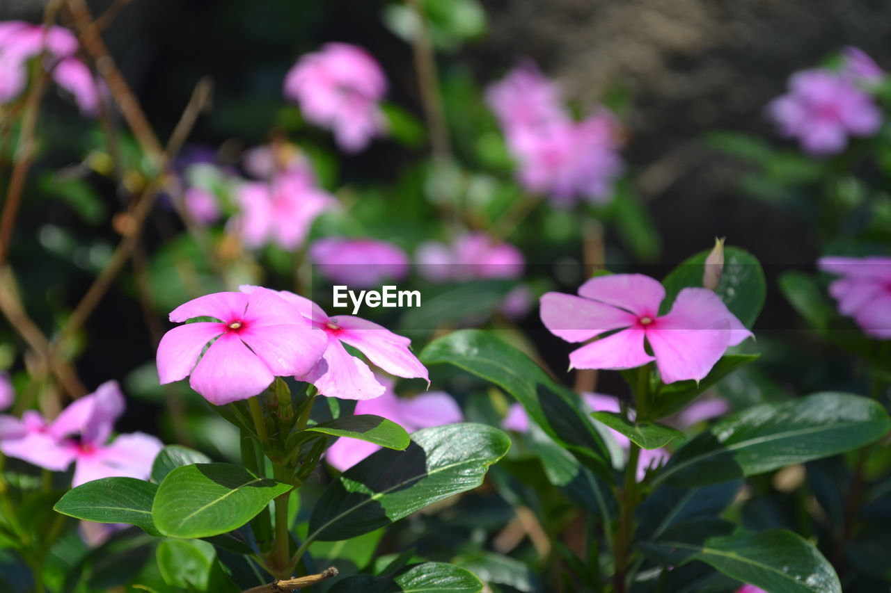 Close-up of pink flowering plant