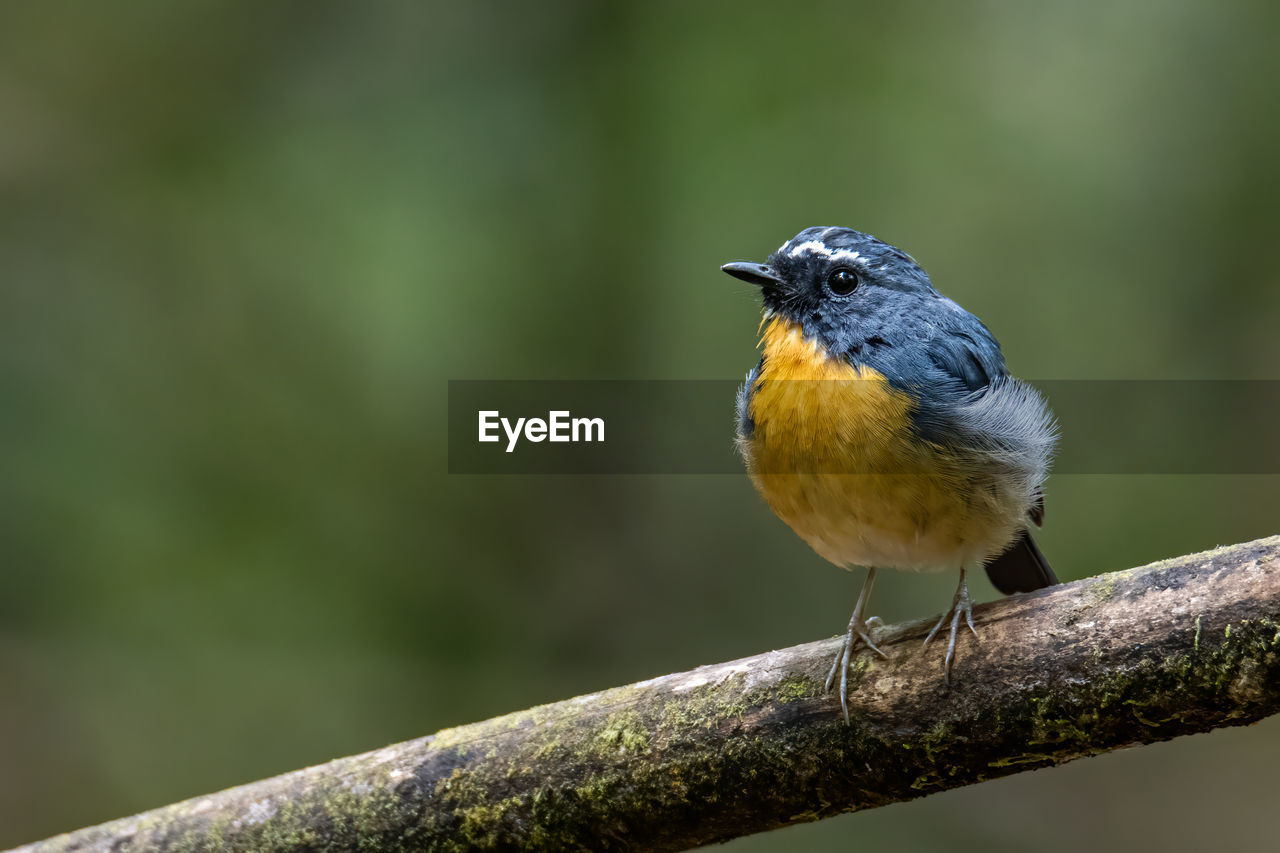 CLOSE-UP OF BIRD PERCHING ON A BRANCH