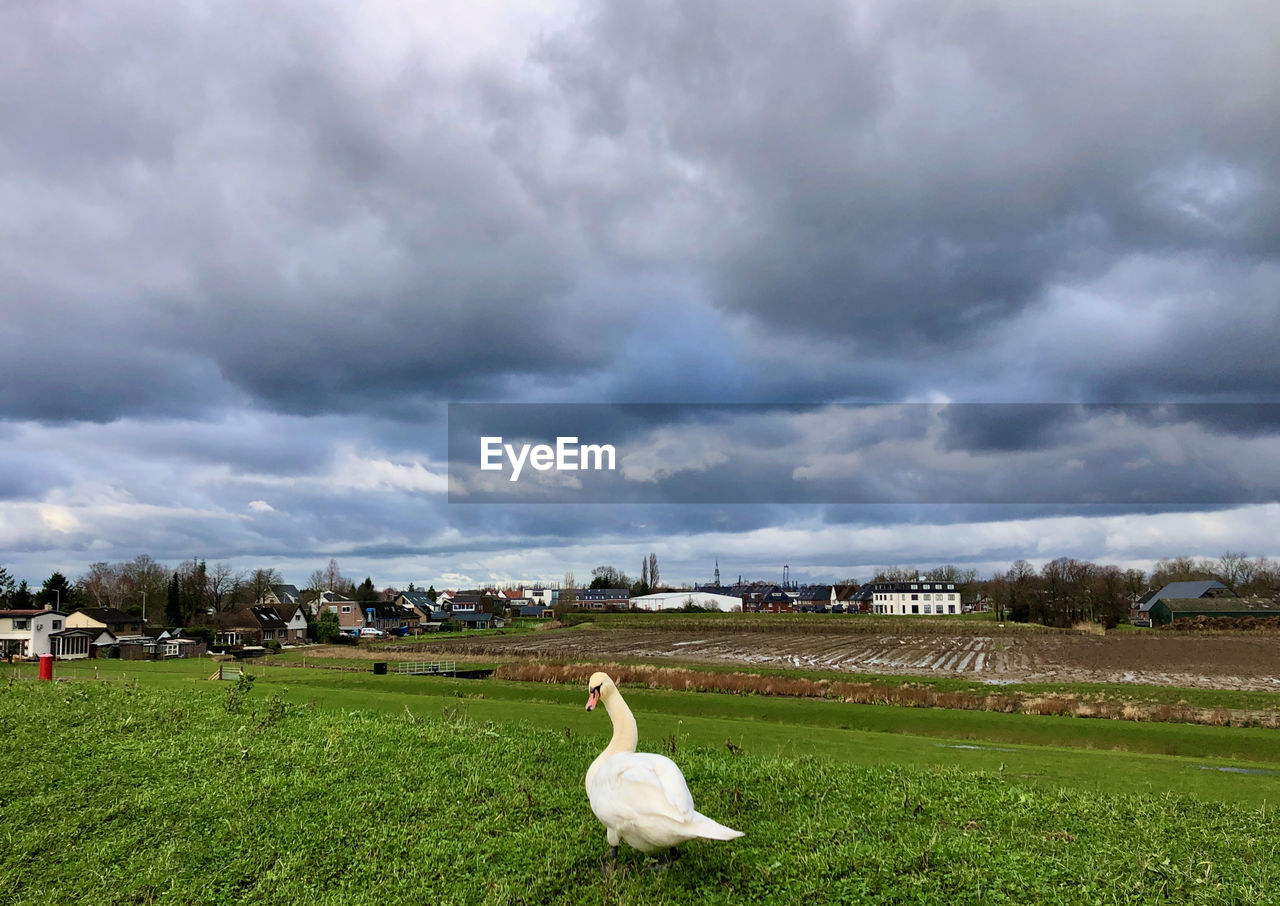 View of swan on grassy field against storm clouds