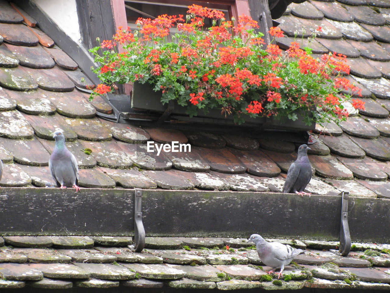 BIRDS ON WALL