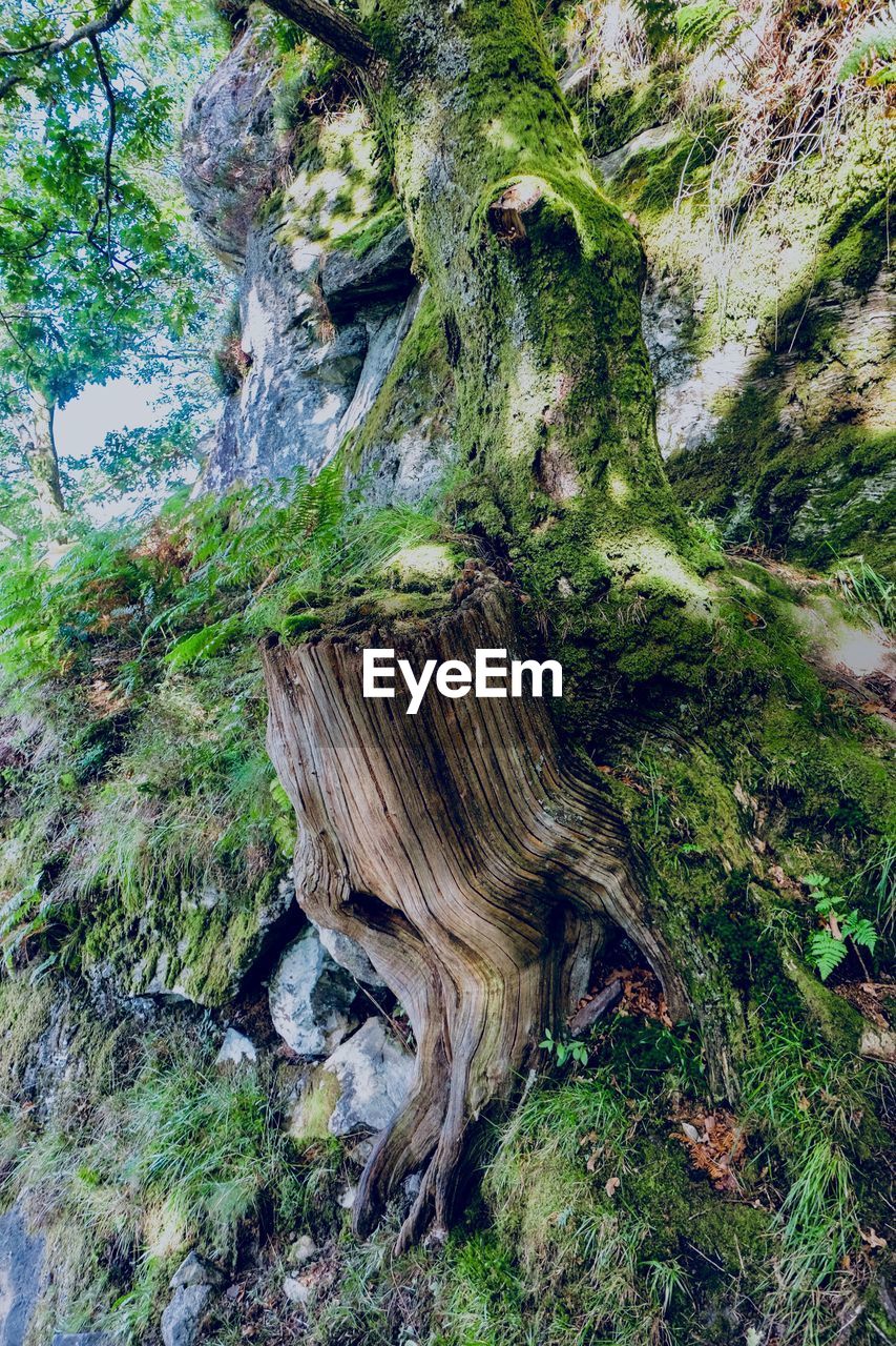 CLOSE-UP OF TREE TRUNK