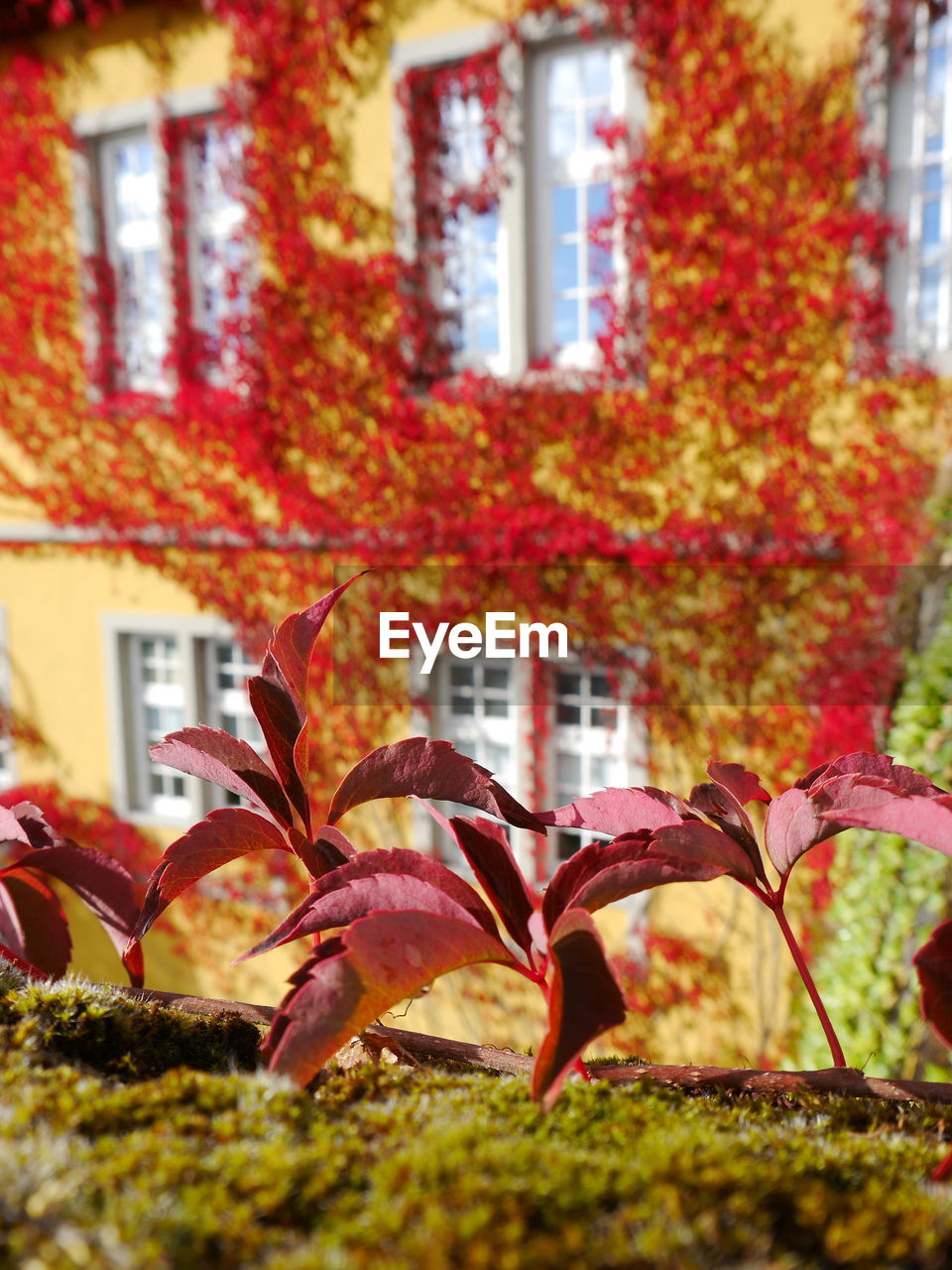 Close-up of autumnal leaves against house