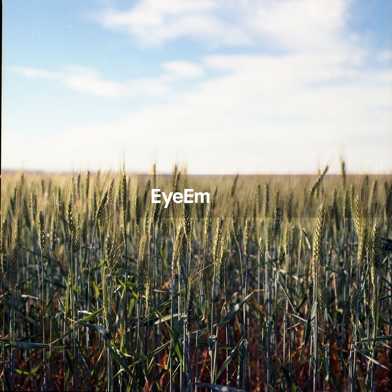 View of wheat field