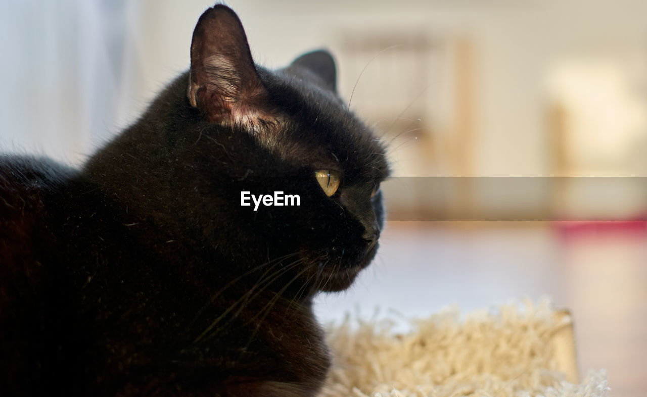 CLOSE-UP OF BLACK CAT