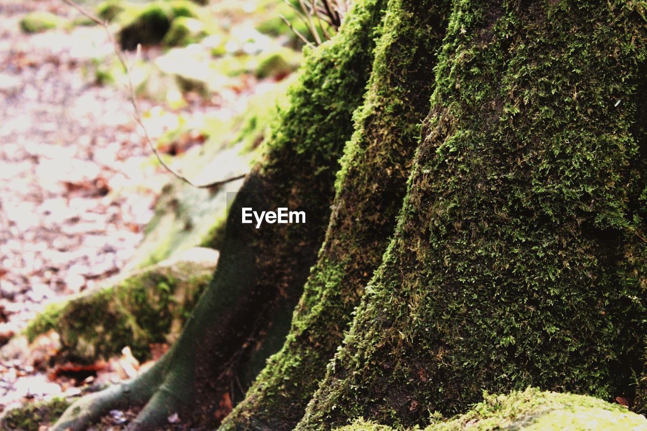 TREES GROWING IN PARK