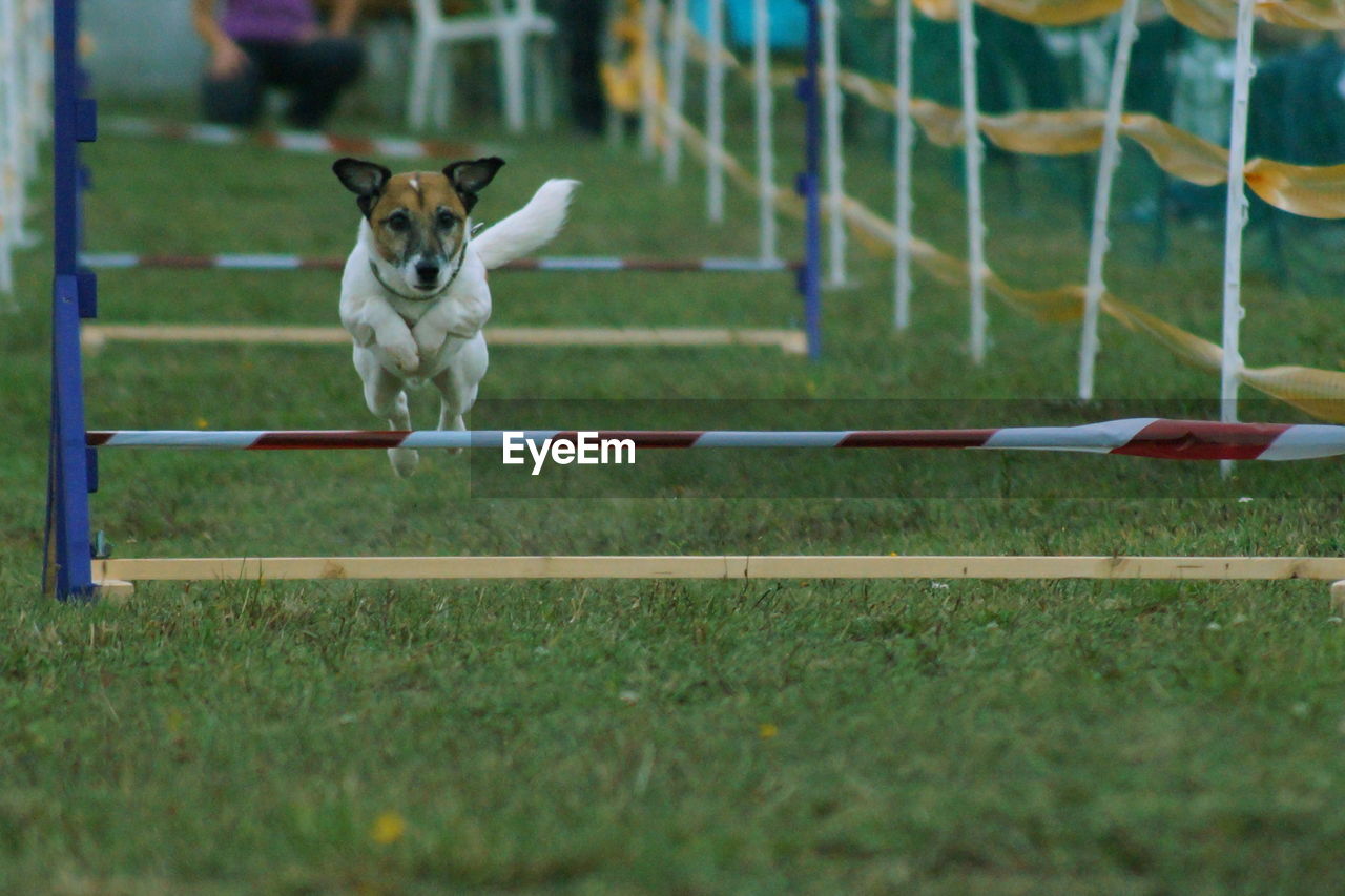 Dog jumping over obstacles