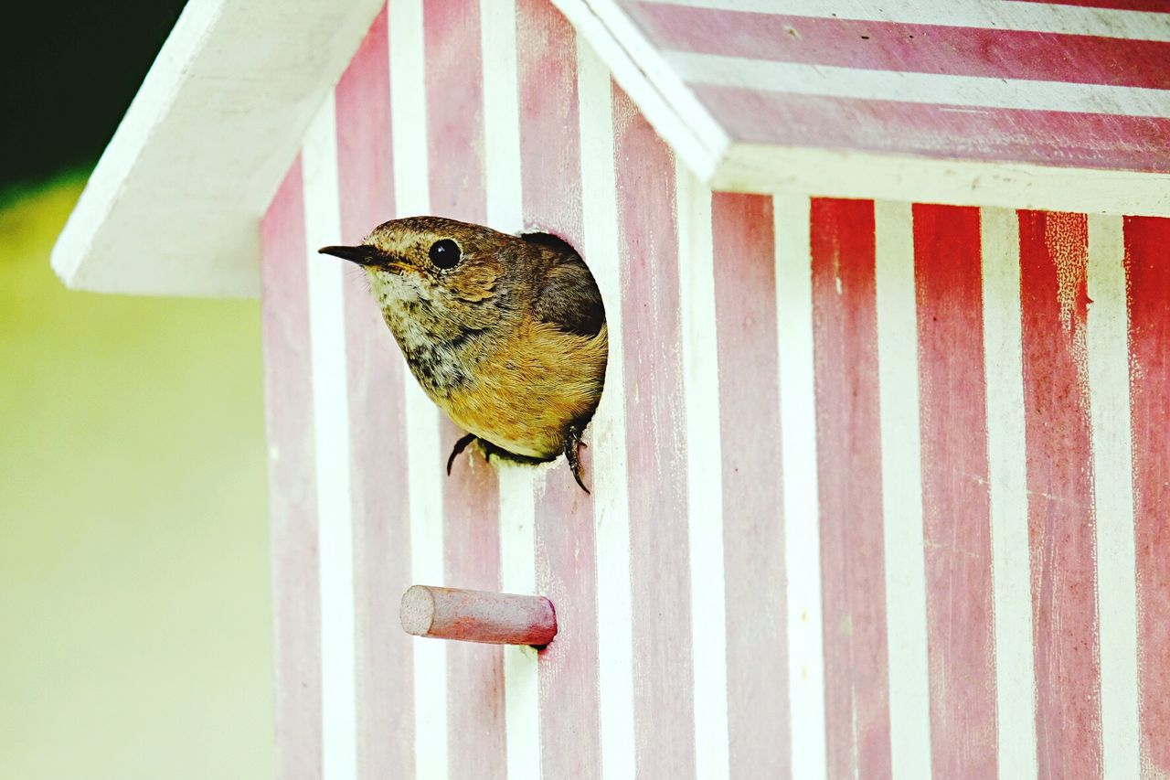 Close-up of bird in wooden birdhouse