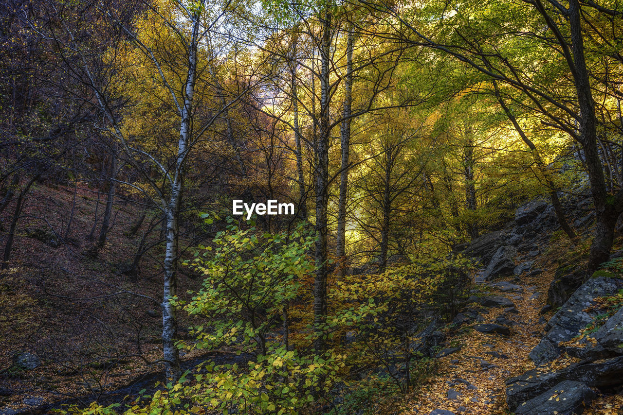 Trees in forest during autumn