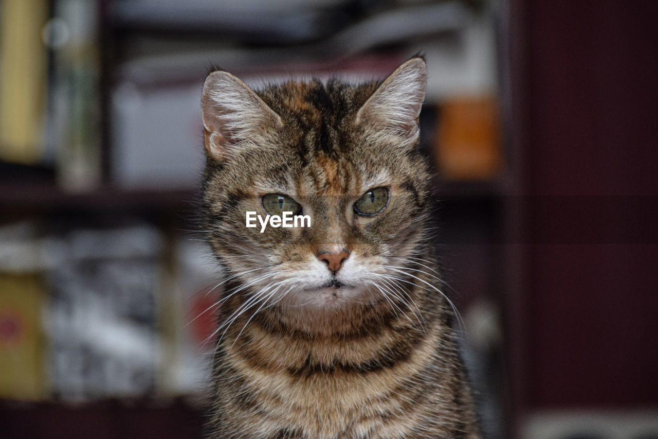 Close-up portrait of tabby cat