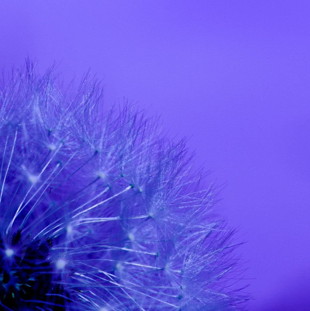 CLOSE-UP OF PURPLE FLOWERS