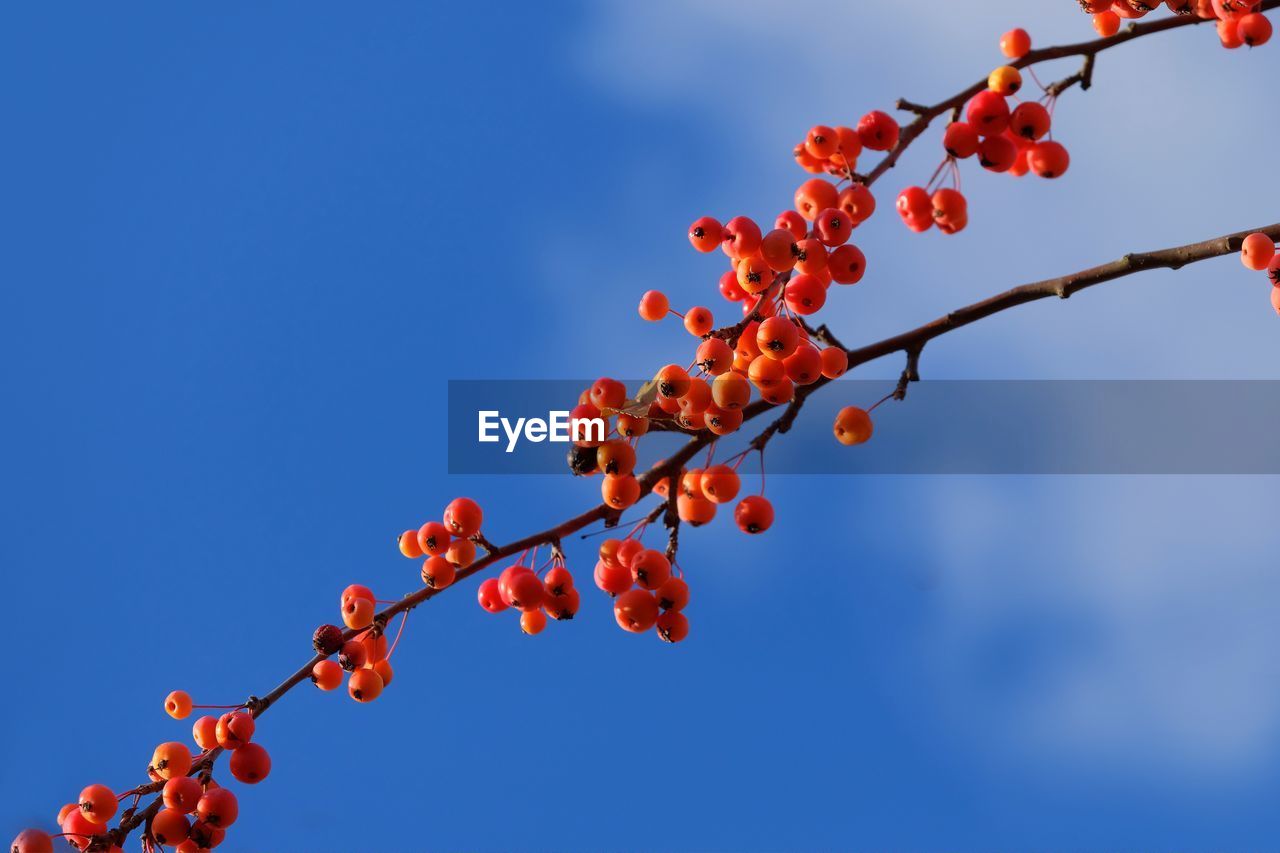 Low angle view of cherry tree against sky