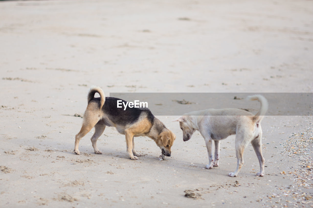 Two dogs on beach